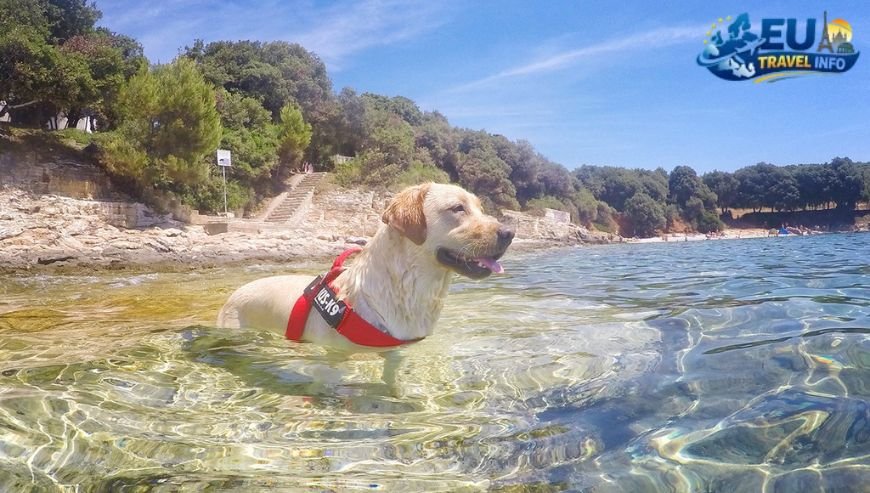 Poreč The Istrian Jewel dog