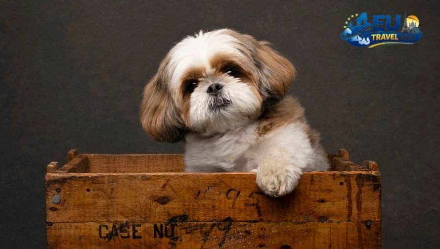 Portrait Roma Pure Luxury for Paws dog