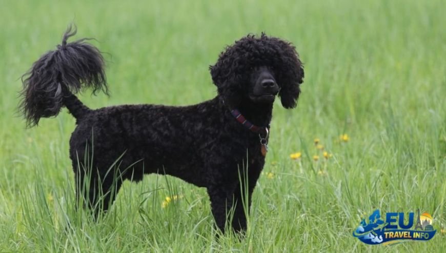 Portuguese Water Dog The Sailor’s Helper