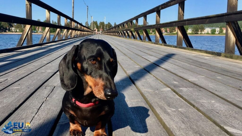 Practical Tips for Dog-Friendly Travel in Sweden