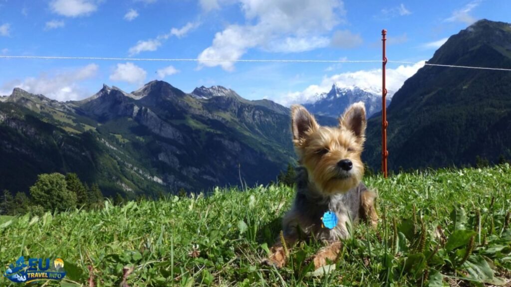 Practical Tips for Dog-Friendly Travel in Switzerland