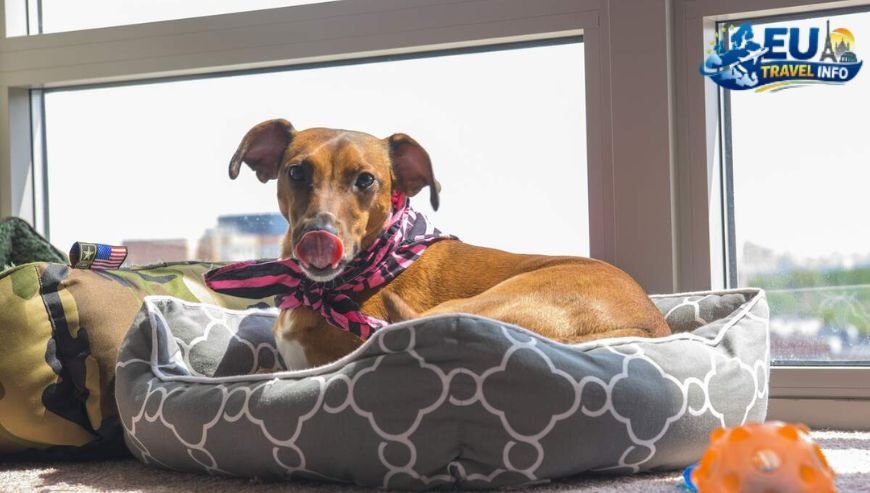 Practical Tips for Dog Owners