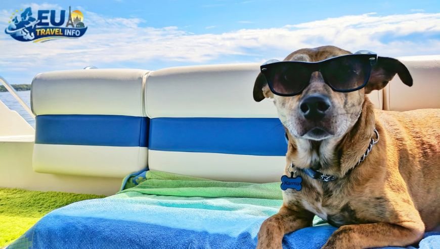 Practical Tips for Mature Travelers dog