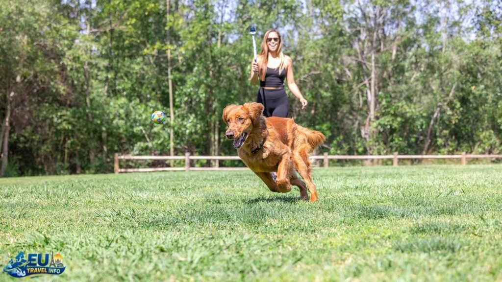 Practical tips for dog friendly travel in Romania