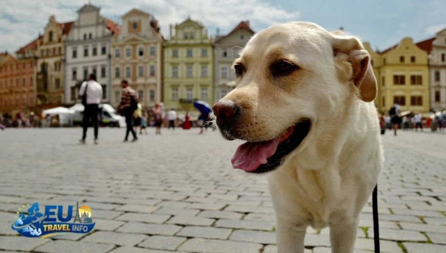 Prague The Capital of Luxury Pups dog