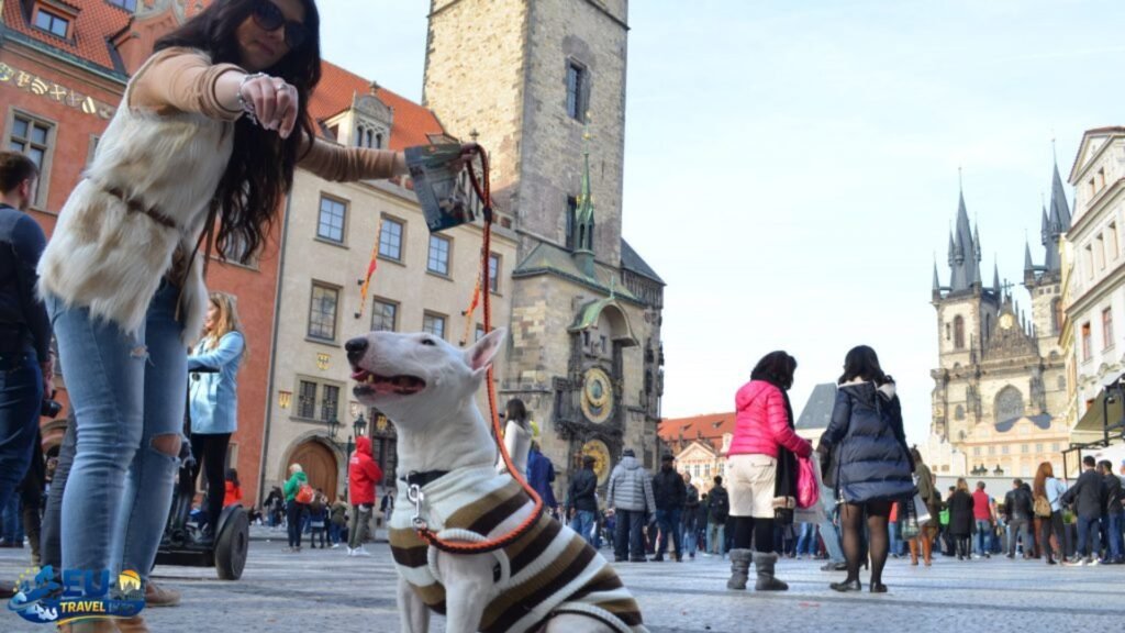 Prague: The Heart of Dog Culture