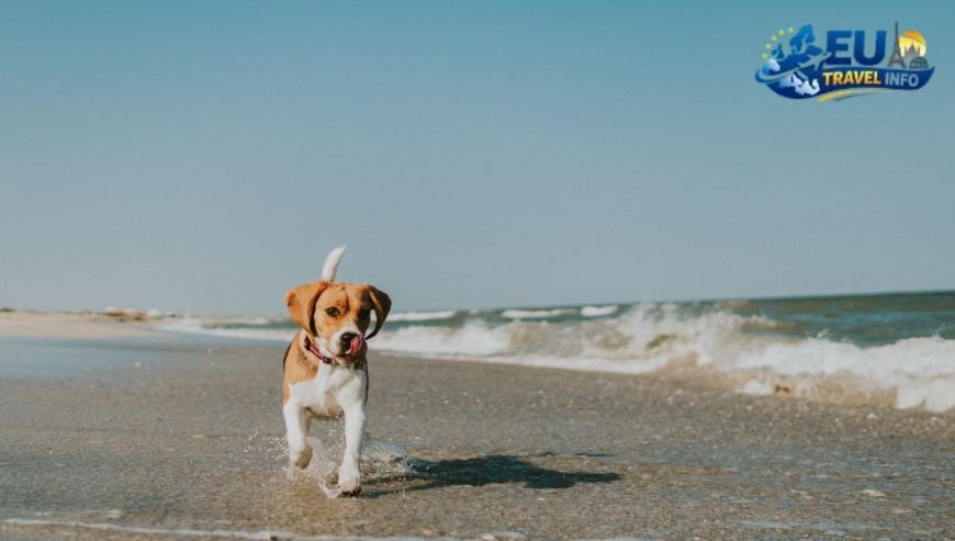 Praia do Cabedelo, Portugal dog