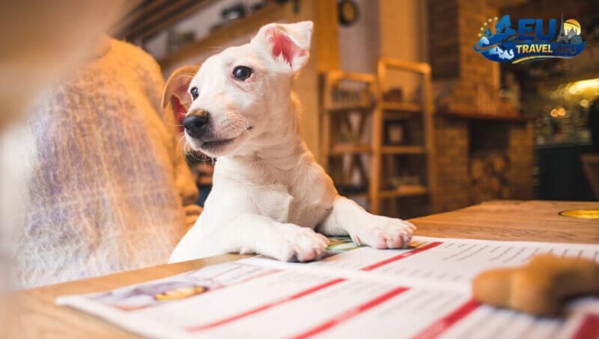 Preparation The Boring but Vital Paperwork dog