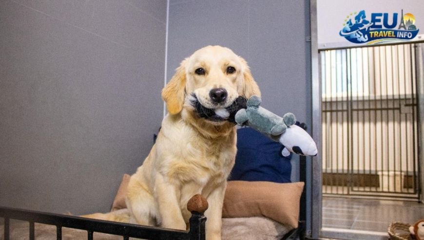 Preparation and Paperwork dog