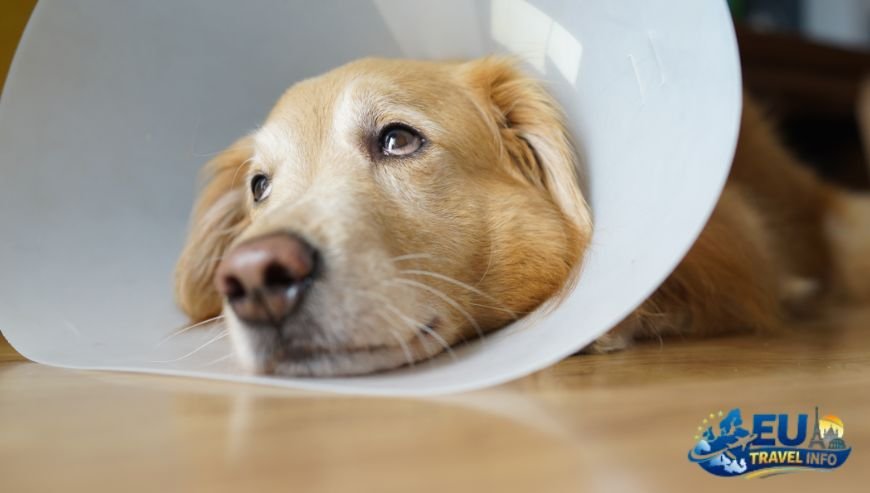 Preparation and the Paperwork Nightmare dog