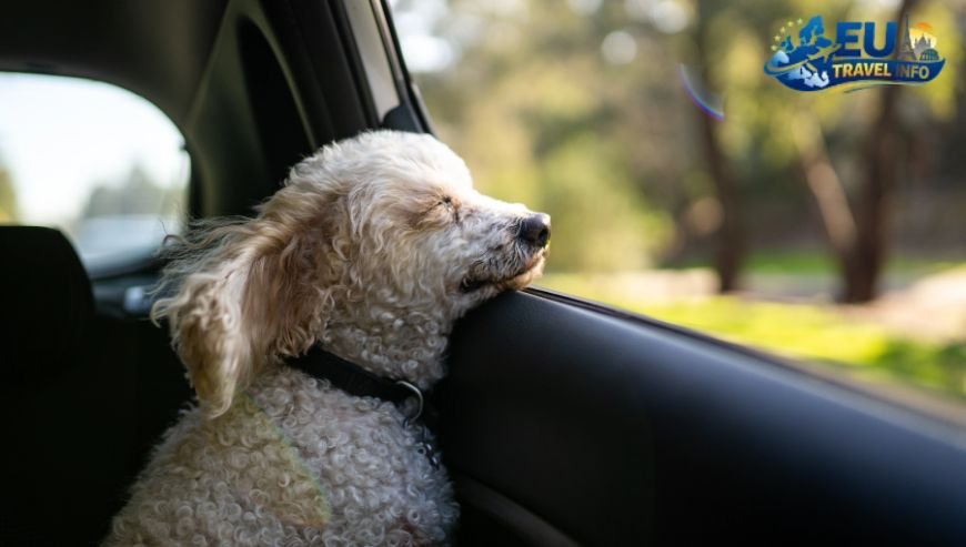 Preparation for Your Trip dog (1)