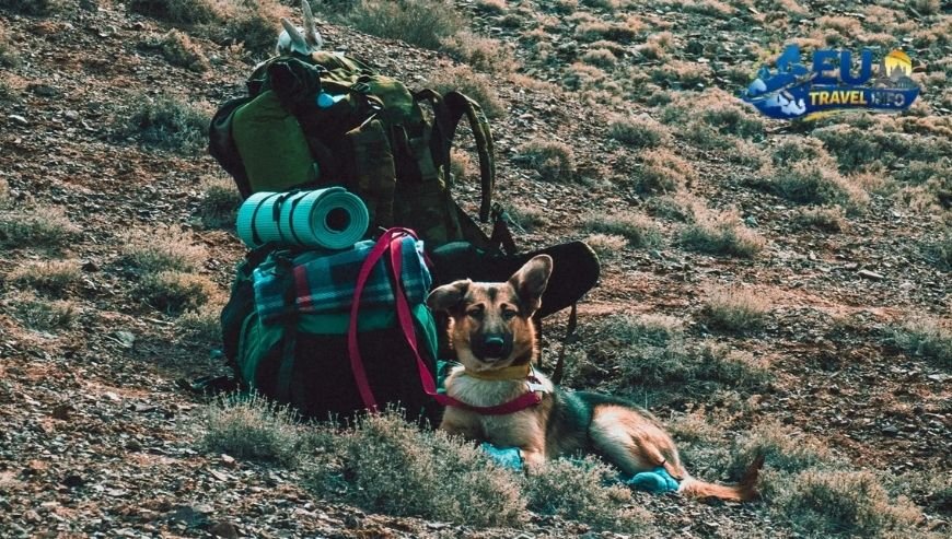 Preparing For Your Adventure dog
