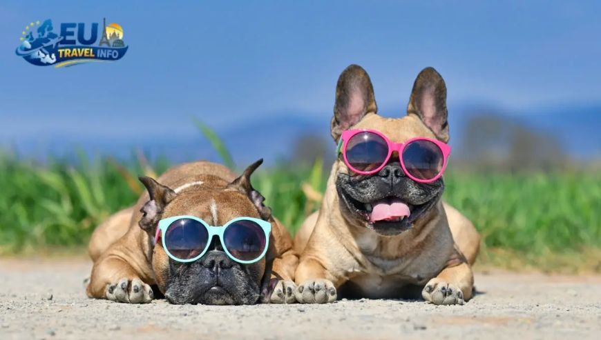 Preparing for Your French Adventure dog