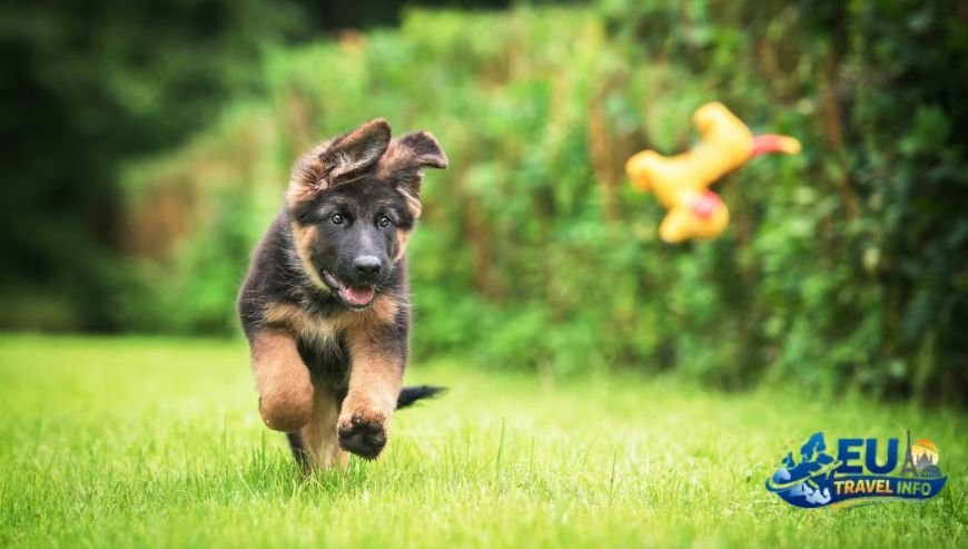 Preparing for Your German Adventure dog