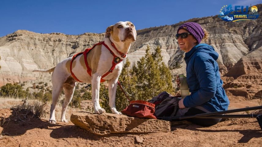 Preparing for Your Grand Adventure dog