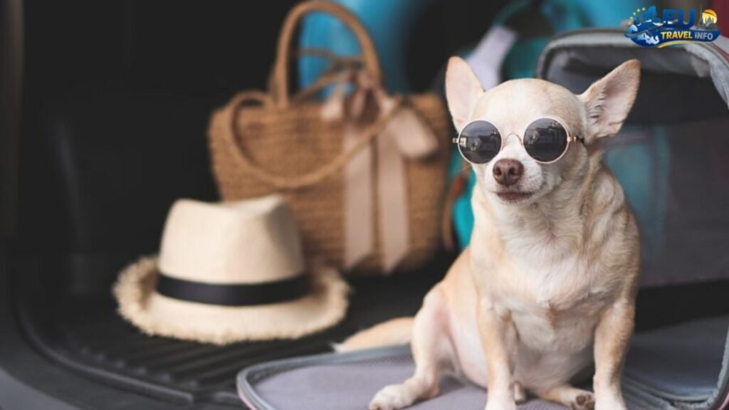 Preparing for Your Journey dog