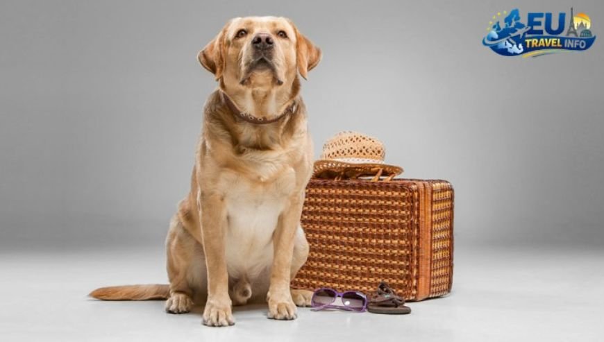 Preparing for Your Trip Entry and Legal Rules dog