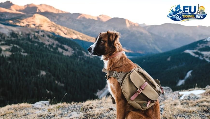 Preparing for the Big Adventure dog (1)