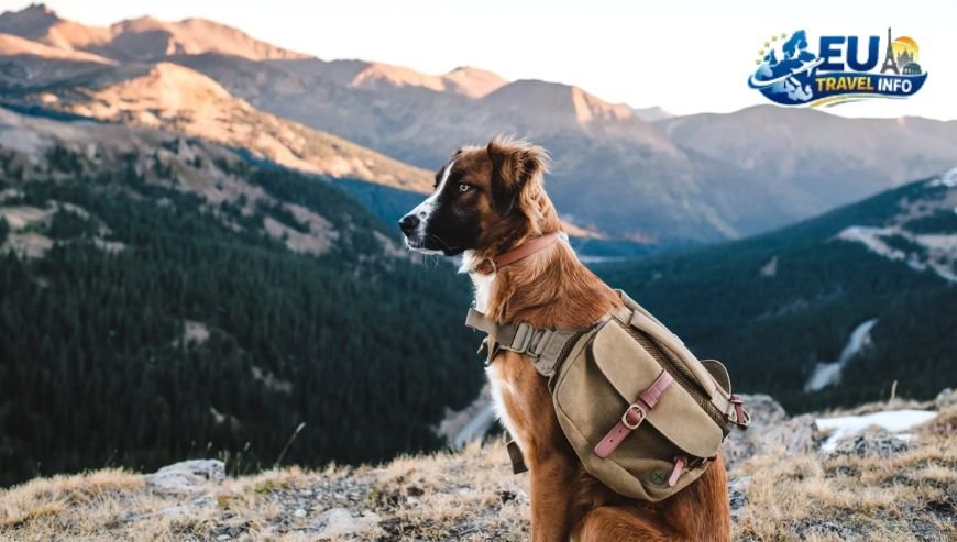 Preparing for the Big Trip dog