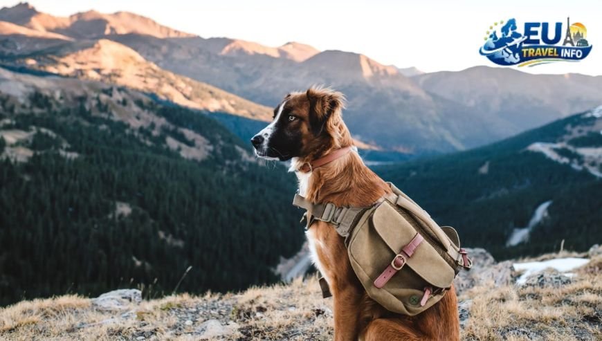 Preparing for the Big Trip dog (3)