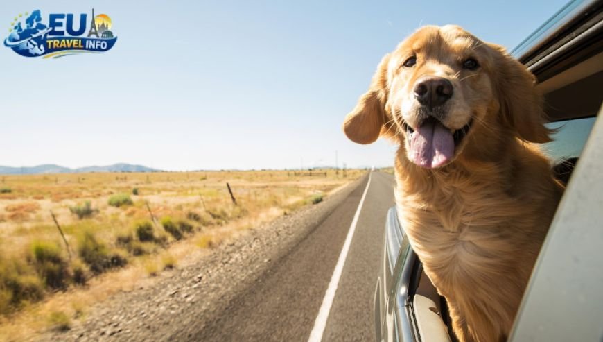 Preparing for the Journey dog