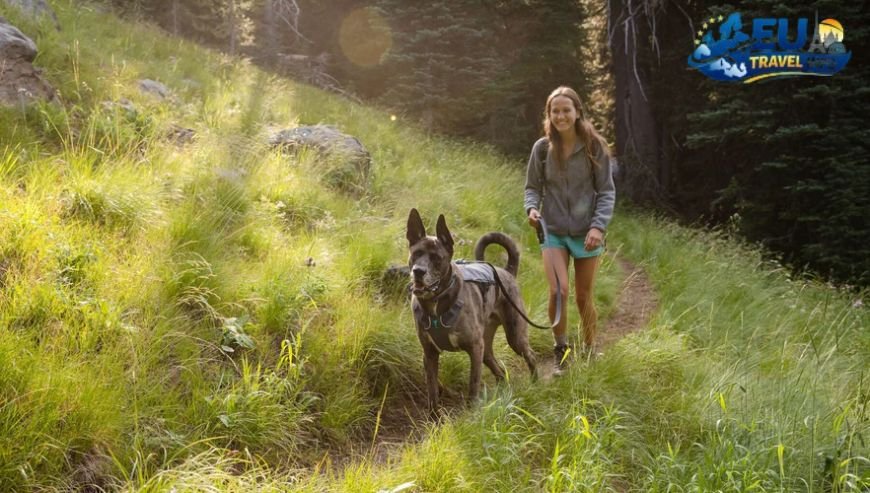 Preparing for the Mediterranean Adventure dog