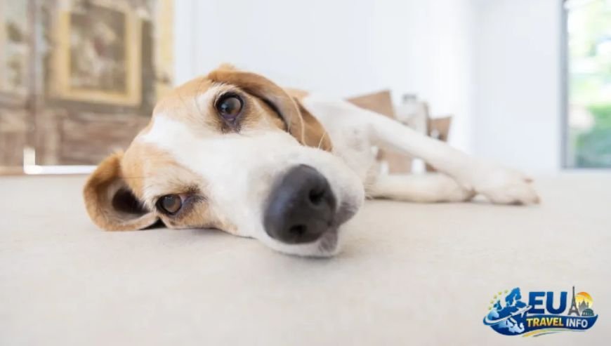 Preparing for the Trip The Boring But Important Stuff dog