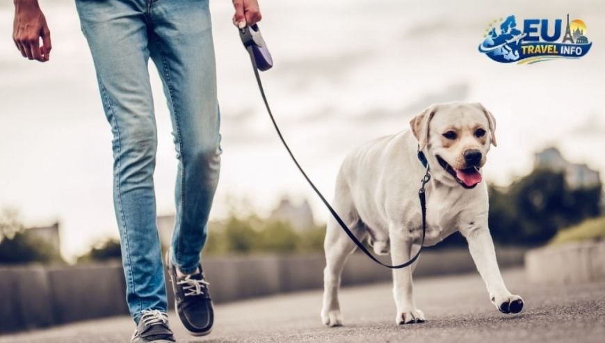 Preparing the Paperwork The Rules of the Road dog