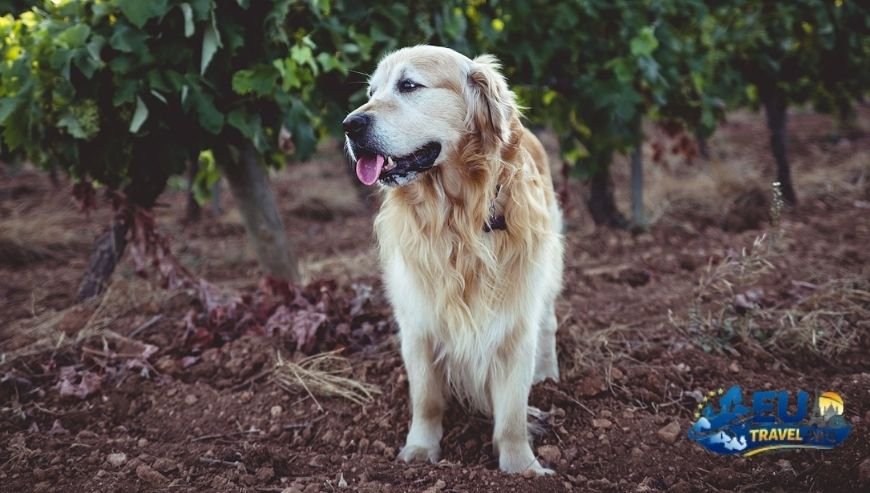 Provence Wine Routes and Heritage dog