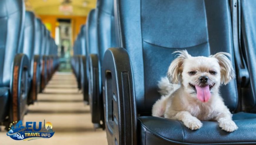 Public Transportation with Paws dog