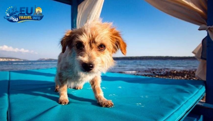 Rab The Island of Happiness dog