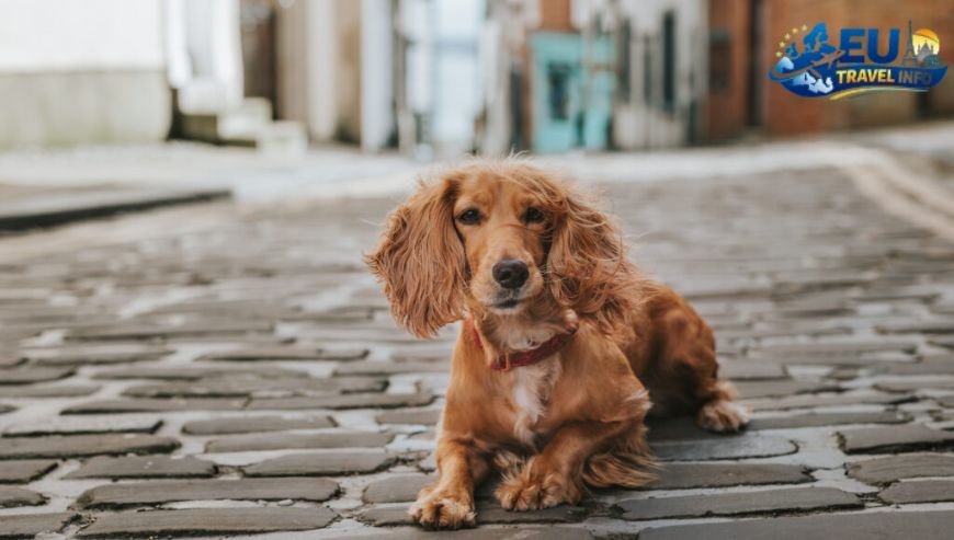 Ranking the Top 20 Most Dog Friendly Countries in Europe