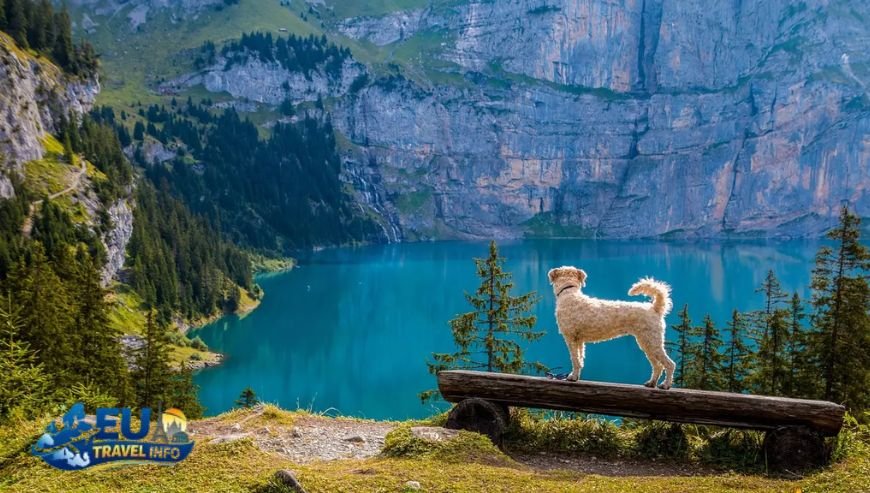 Regional Adventures and Villas dog