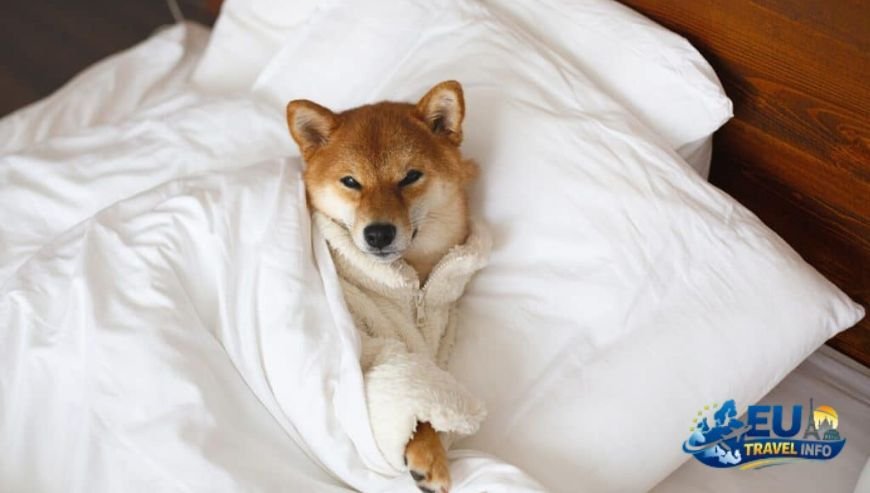 Relaxing at Hotel Bareiss dog