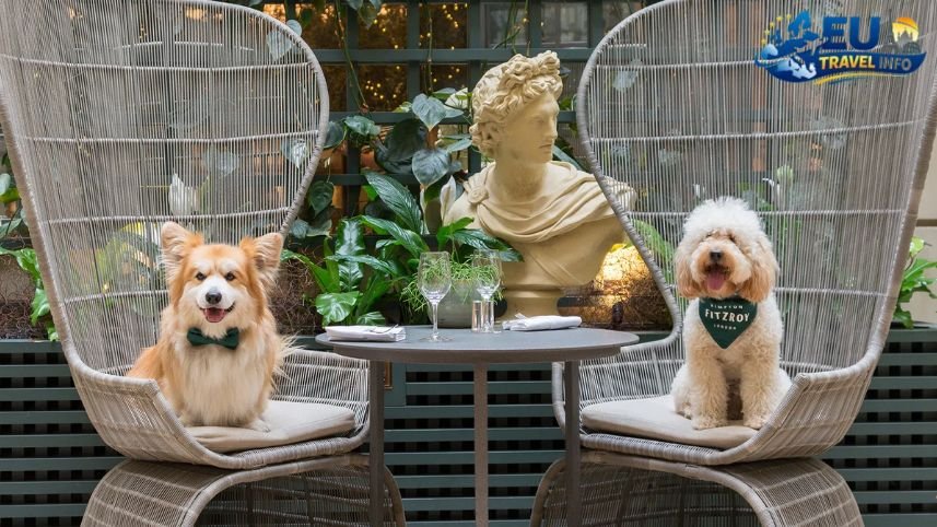 Resting Our Paws Pet Friendly Hotels in London, UK