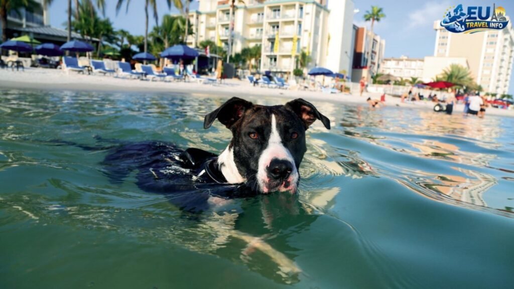 Riding the Rails with Russian Railways dog