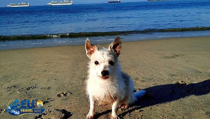 Rosie's Dog Beach The Crown Jewel of Long Beach