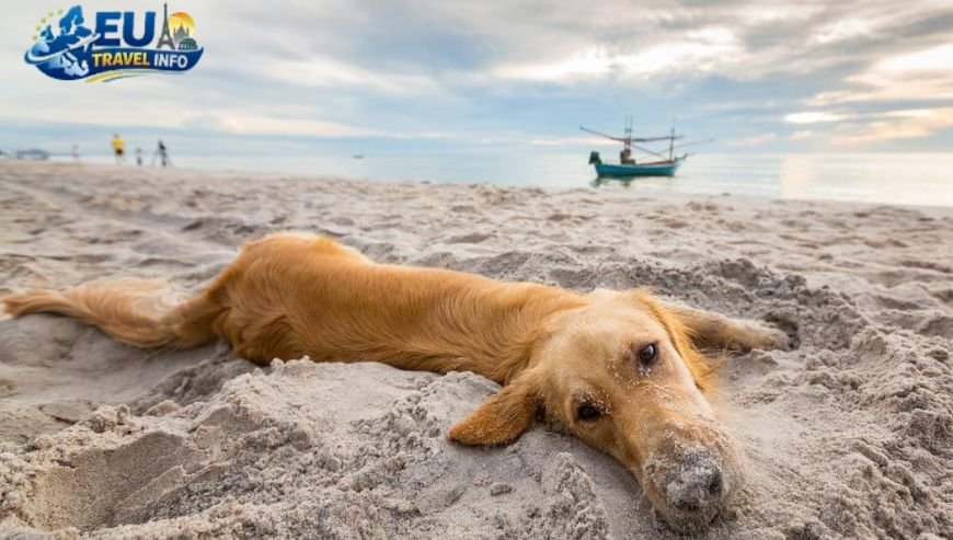 Rovinj The Romantic Dog Haven