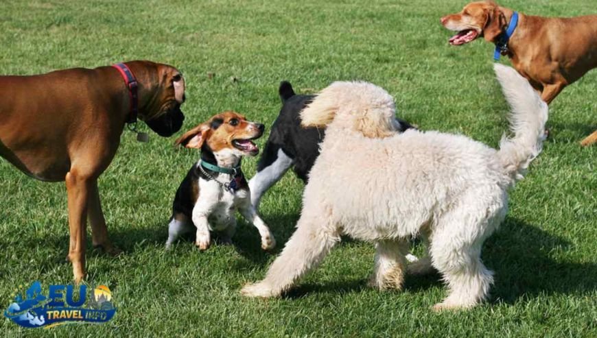 Rules and Etiquette dog