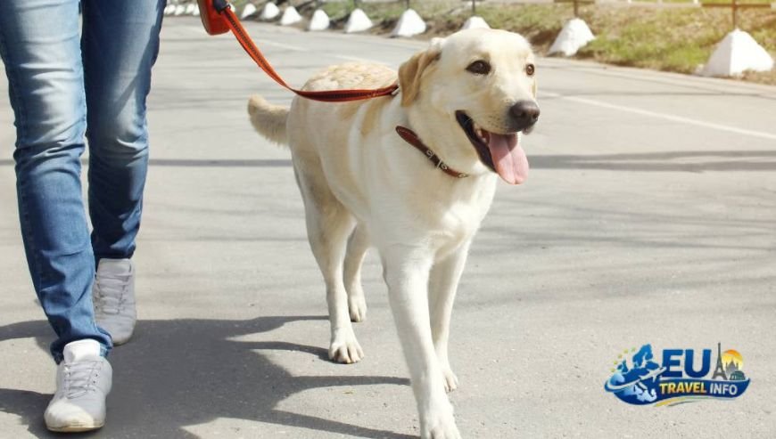 Rules and Pet Etiquette