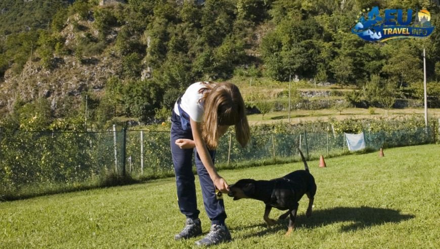 Rules for Your Four-Legged Friend