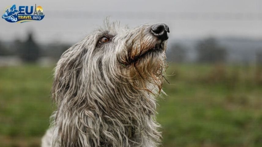 Rules for Your Furry Travel Buddies dog