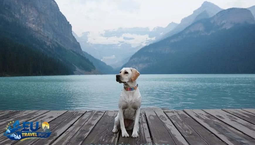 Rules for the Trail dog