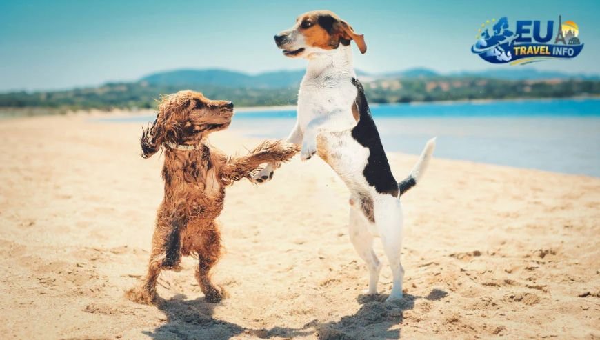 Rules of the Beach Staying Safe and Legal dog