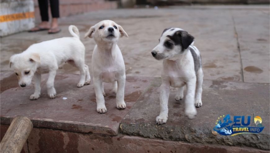 Rural Tourism A Different Experience dog