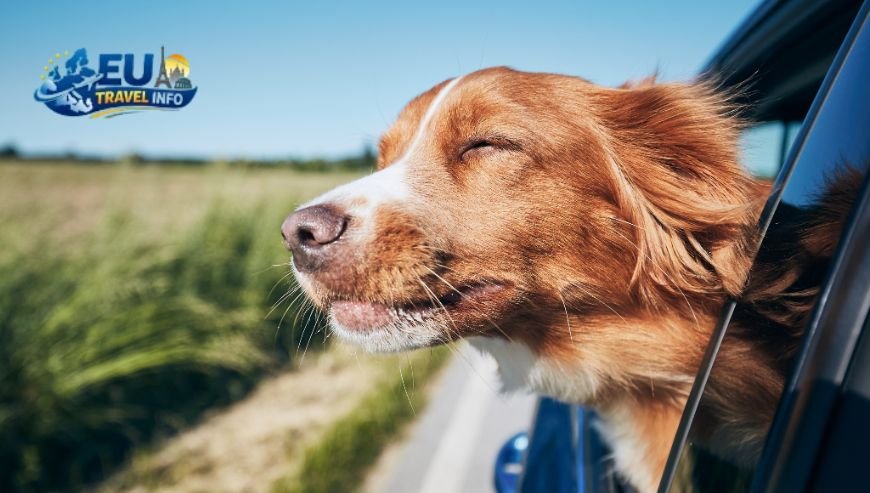 Safe Travel on the Road dog