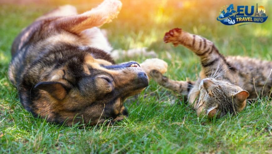 Safety and Health for Your Pet