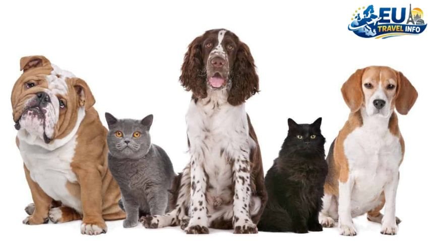 Safety and the New Normal dog