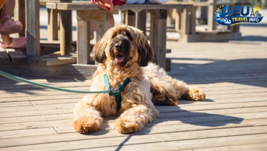 Saint Avit Loisirs, France dog