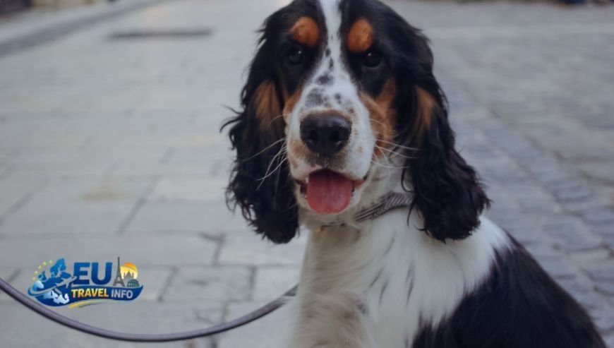 Saint-Émilion and Wine Country dog